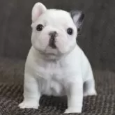 フレンチブルドッグ