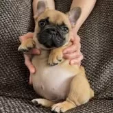 フレンチブルドッグ