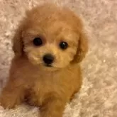 タイニープードル