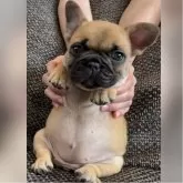 フレンチブルドッグ