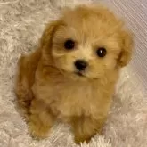 ティーカッププードル