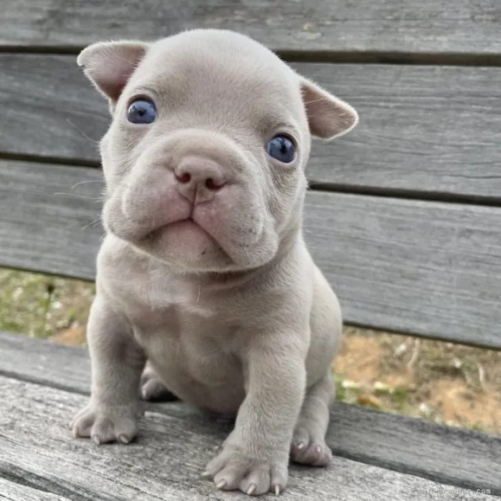 ID：2304-05742の子犬