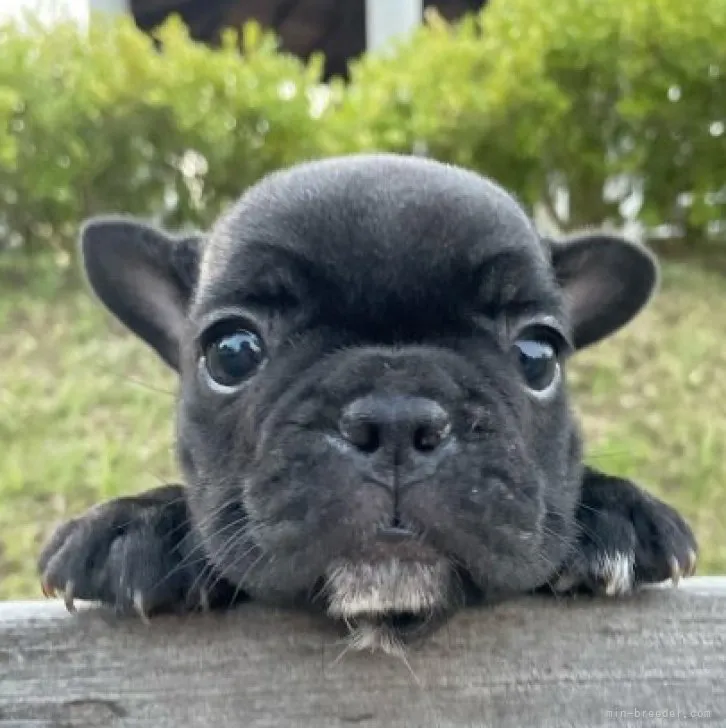 ID：2308-01540の子犬