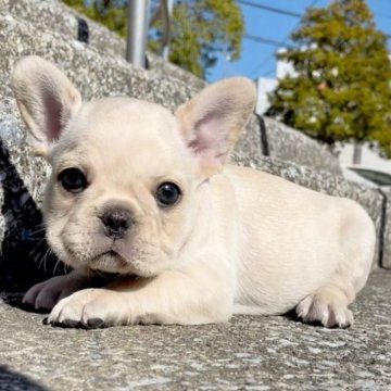 フレンチブルドッグ【佐賀県・男の子・2023年10月21日・クリーム】の写真「顔が丸くてかわいい😍パパ似✨」