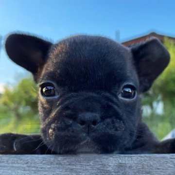 フレンチブルドッグ【佐賀県・女の子・2023年7月23日・ブリンドル】の写真「コンパクトボディ🐶」