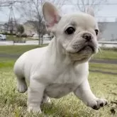 フレンチブルドッグ【佐賀県・女の子・2024年1月31日・クリーム】の写真1