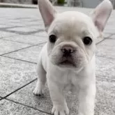 フレンチブルドッグ【佐賀県・女の子・2024年1月31日・クリーム】の写真4