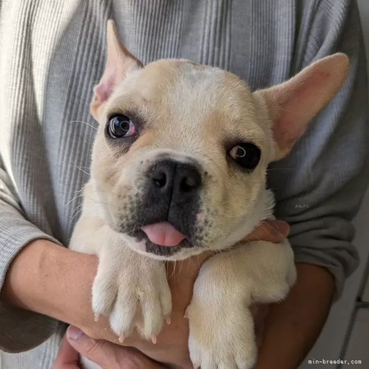 ID:2412-01232の子犬