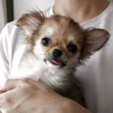 チワワ(ロング)