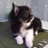 チワワ(ロング)【福岡県・男の子・2023年12月12日・ブラックタン&ホワイト】の写真4「抱っこも大好き♥️」