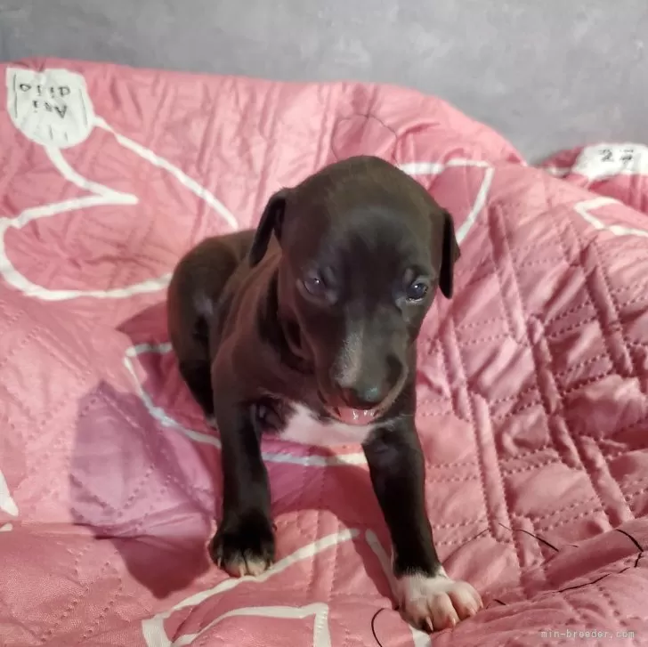 はる 様のお迎えした子犬
