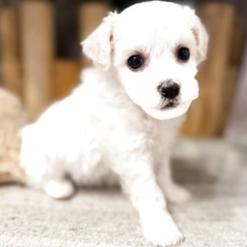 ビションフリーゼ【千葉県・女の子・2025年10月17日・ホワイト】の写真「ちょっぴり慎重、でもとっても優しい女の子💛」