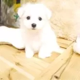 ビションフリーゼ