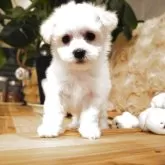 ビションフリーゼ