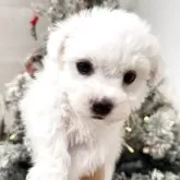 ビションフリーゼ