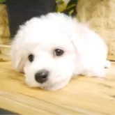 ビションフリーゼ