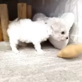 ビションフリーゼ【千葉県・男の子・2025年10月17日・ホワイト】の写真6