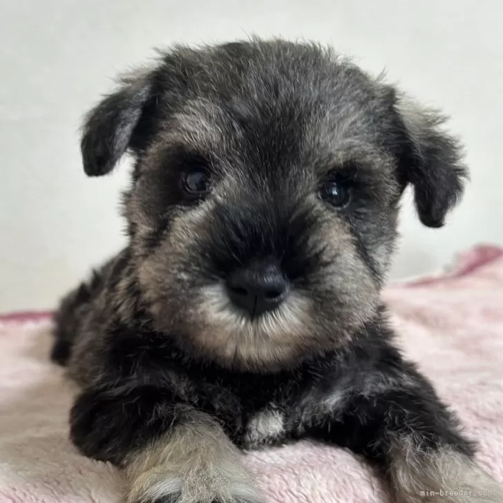 ID:2411-01254の子犬