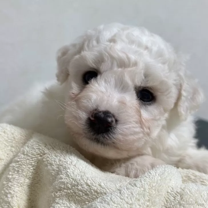 ID:2411-06747の子犬