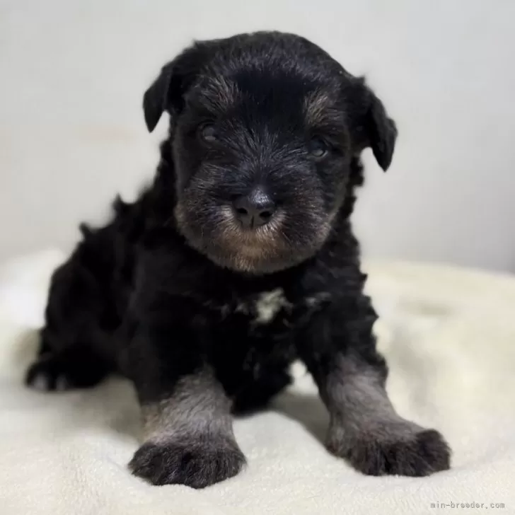 ID：2502-03067の子犬