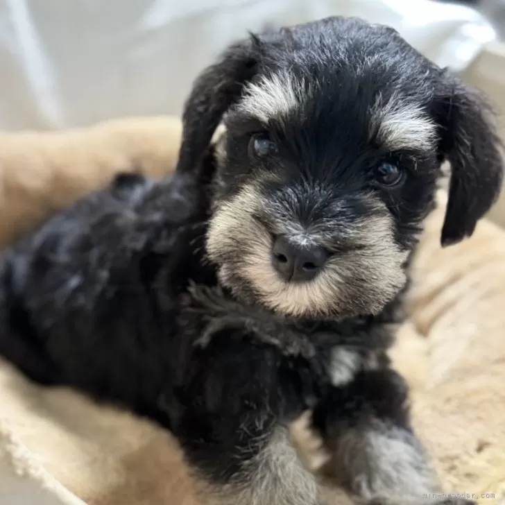 ID:2502-05494の子犬