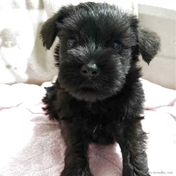 ID：2510-06878の子犬