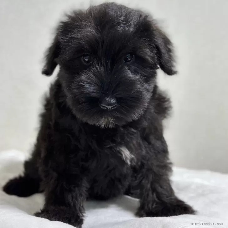 ID:2411-02464の子犬