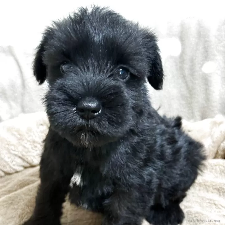 ID：2508-00231の子犬