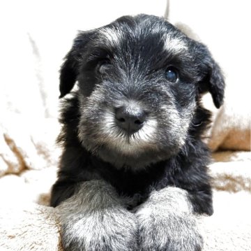 ミニチュアシュナウザー【千葉県・女の子・2025年8月7日・ブラックアンドシルバー】の写真「込み込み価格」