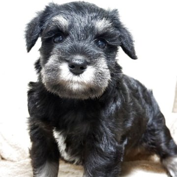 ミニチュアシュナウザー【千葉県・女の子・2025年8月28日・ブラックアンドシルバー】の写真「愛嬌いっぱいの女の子」