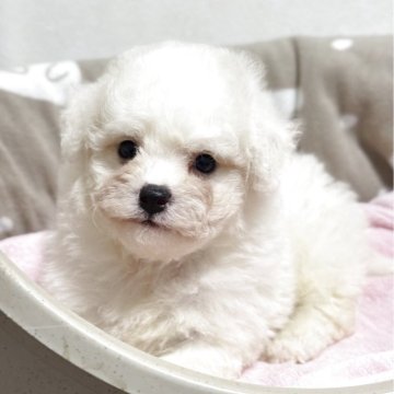 ビションフリーゼ【千葉県・男の子・2025年9月4日・ホワイト】の写真「健康に成長中」