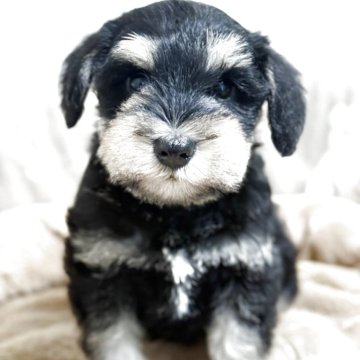 ミニチュアシュナウザー【千葉県・女の子・2025年5月8日・ブラック&シルバー】の写真「理想的なブラック＆シルバー」