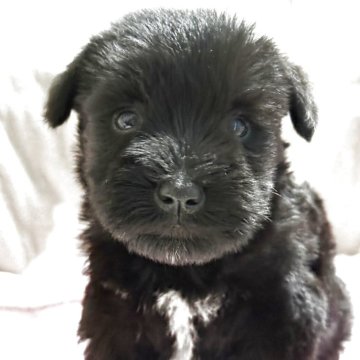 ミニチュアシュナウザー【千葉県・女の子・2025年10月23日・ブラック】の写真「可愛い小熊ちゃん」