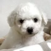 ビションフリーゼ