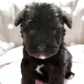 ミニチュアシュナウザー【千葉県・男の子・2025年10月23日・ブラック】の写真1