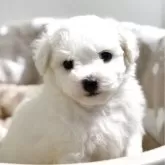 ビションフリーゼ