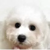 ビションフリーゼ