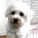 ビションフリーゼ