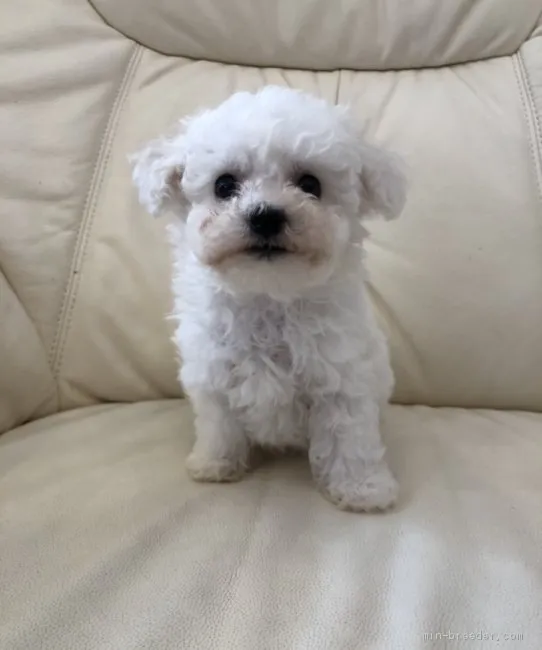 ID:2005-00437の子犬