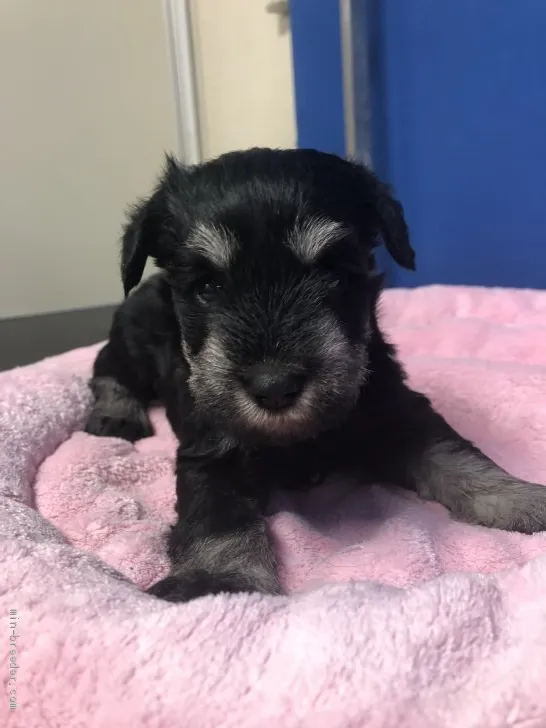 ID:1912-02941の子犬