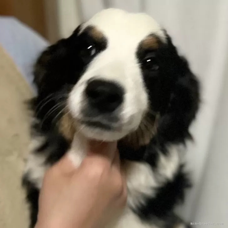 ID:2410-02768の子犬