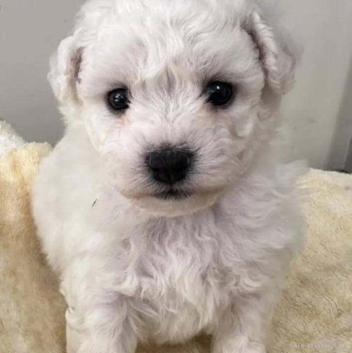 ID:2308-04311の子犬