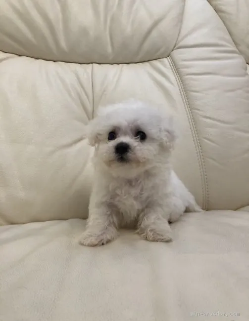 ID:2005-00542の子犬