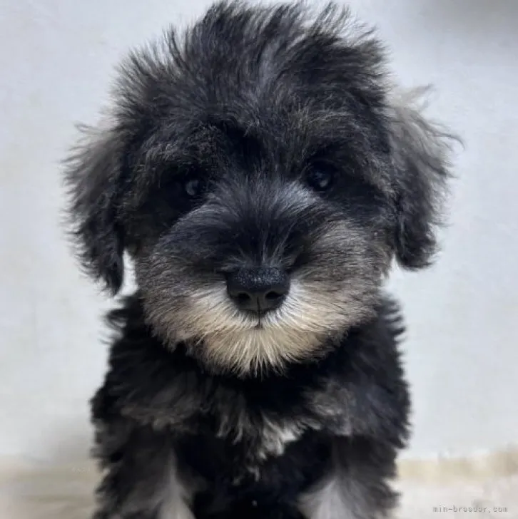 KK 様のお迎えした子犬