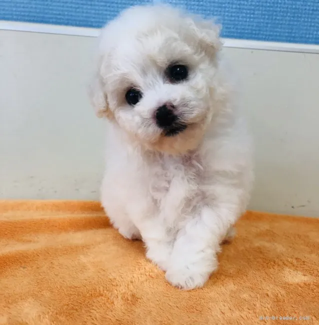 ID：2110-02060の子犬
