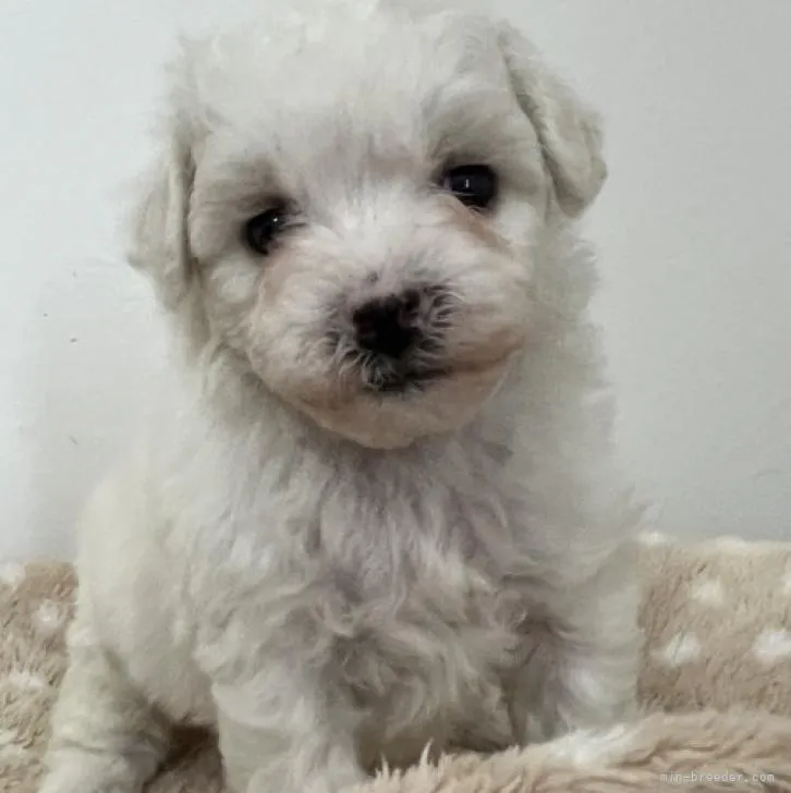 S.T 様のお迎えした子犬