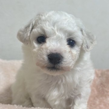 ビションフリーゼ【千葉県・女の子・2024年5月25日・ホワイト】の写真「顔が抜群に可愛い美人さん」