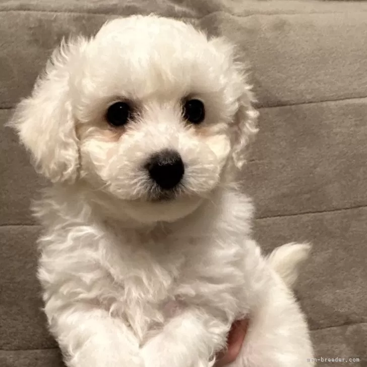 ID:2411-06379の子犬
