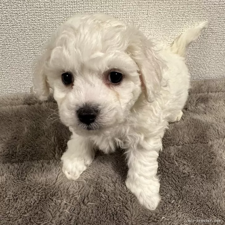 ビションフリーゼ【滋賀県・男の子・2025年10月29日・ホワイト】の写真1