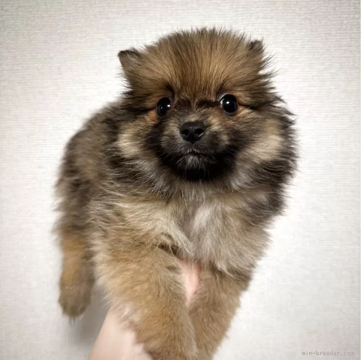 ID:2505-06832の子犬
